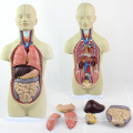 Анатомия TUNK 12012 мини 12 частей 45 см Бесполого торс куклы человеческих органов модель